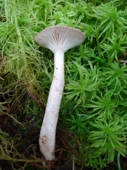 Lactarius uvidus