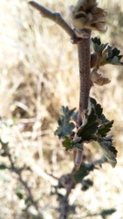 Sphaeralcea bonariensis