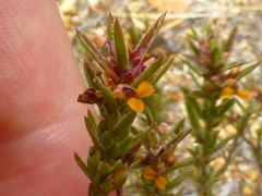 Muraltia ericoides
