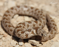 Jordan Valley Dwarf Racer photo 1