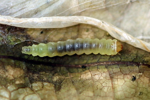 Ąžuolinė dėminė keršakandė nuotrauka