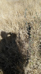 Sphaeralcea bonariensis