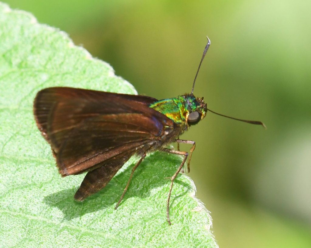 Mnasitheus simplicissima
