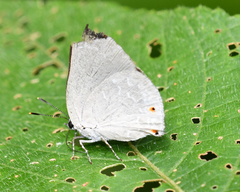 Ignata caldas