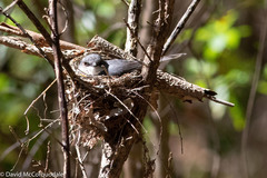 Eopsaltria georgiana