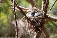 Eopsaltria georgiana