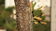 Epiphyllum phyllanthus
