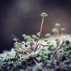 Sedum