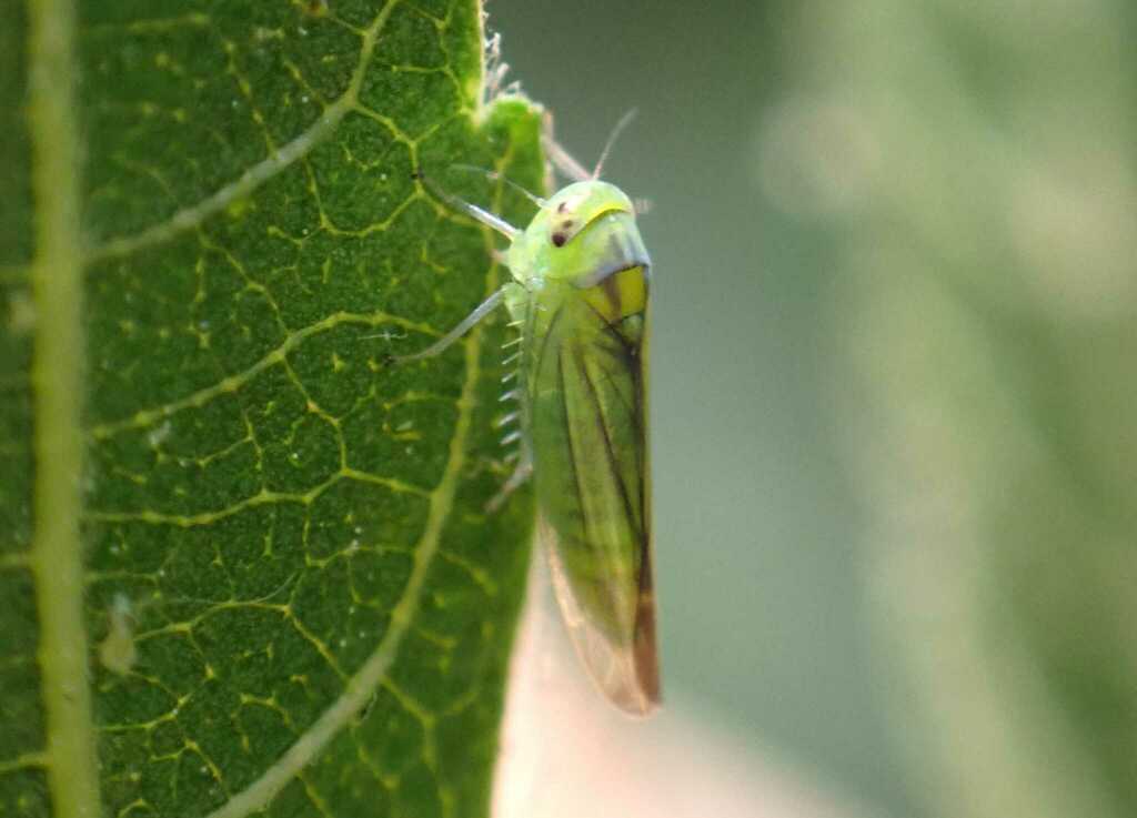 Leafhopper