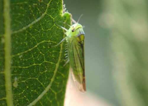 Leafhopper