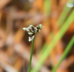 Isolepis praetextata