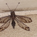 Cape Owlfly - Photo (c) Fiona Hellmann, some rights reserved (CC BY-NC), uploaded by Fiona Hellmann