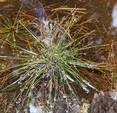 Isolepis praetextata