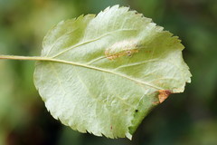 Callisto denticulella