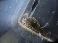 Lacunicambarus miltus