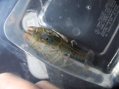 Lacunicambarus miltus