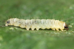 Callisto denticulella