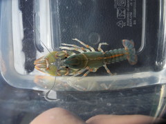 Lacunicambarus miltus