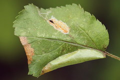 Callisto denticulella