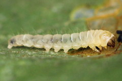 Callisto denticulella
