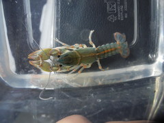 Lacunicambarus miltus