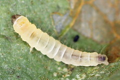 Callisto denticulella