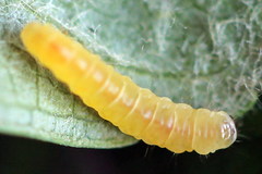 Callisto denticulella