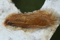 Callisto denticulella