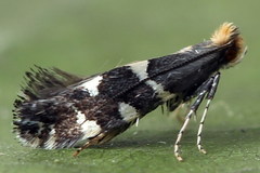 Callisto denticulella
