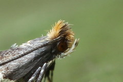 Callisto denticulella