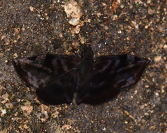 Ebrietas infanda