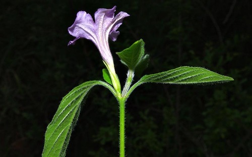 Ruellia cordata image