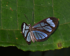 Ithomiola floralis