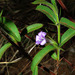 Barleria oxyphylla - Photo (c) Linda Loffler,  זכויות יוצרים חלקיות (CC BY-NC), הועלה על ידי Linda Loffler