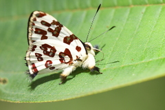 Anteros bracteata