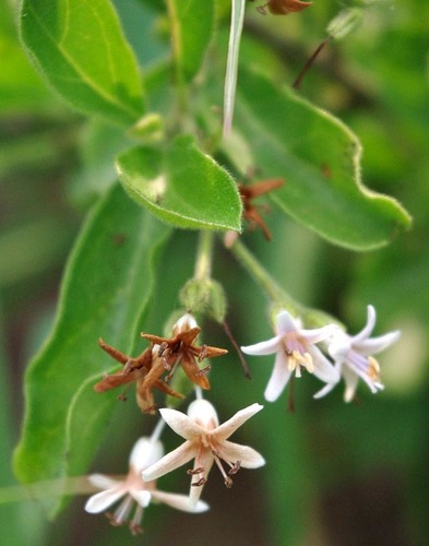 Ehretia obtusifolia image