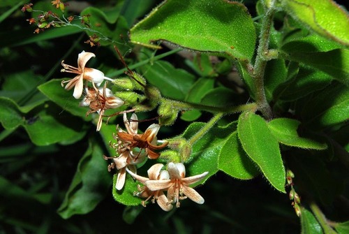Ehretia obtusifolia image