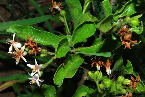 Ehretia obtusifolia image