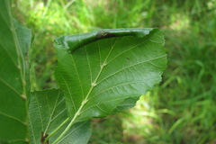 Caloptilia elongella