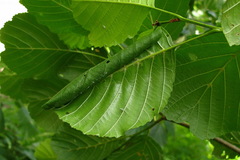 Caloptilia elongella