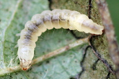 Caloptilia elongella