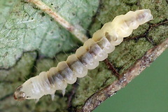 Caloptilia elongella
