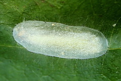 Caloptilia elongella