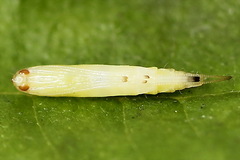 Caloptilia elongella
