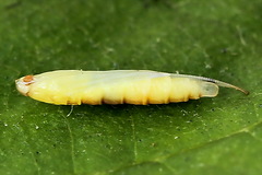 Caloptilia elongella
