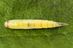 Caloptilia elongella