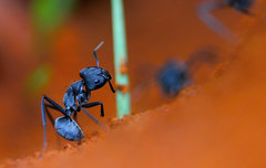 Camponotus eugeniae