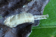 Caloptilia elongella