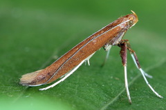 Caloptilia elongella