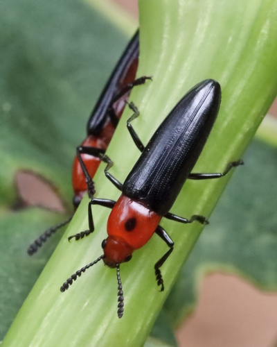 Languria bicolor